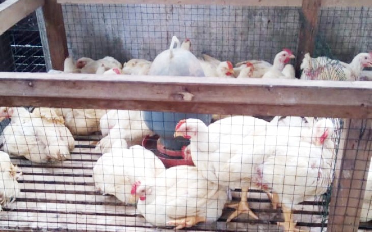 Ayam Potong