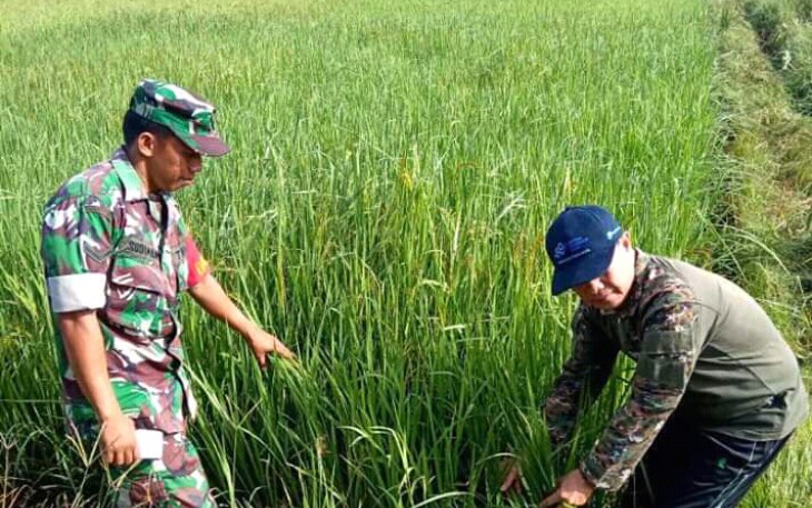 Camat Teupah Barat Pantau Tanaman Padi Desa Leubang Hulu