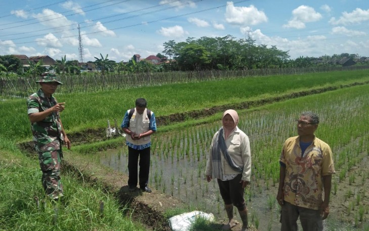 Upaya Khusus Babinsa Tingkatkan Hasil Pertanian Warga