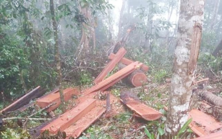 TKP penebangan pohon yang diduga illegal logging