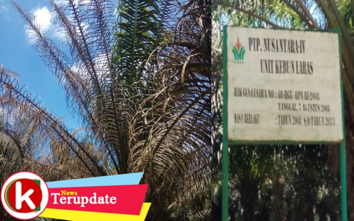 Hama Ulat Kantung Serang Kelapa Sawit PTPN IV Unit Kebun Laras