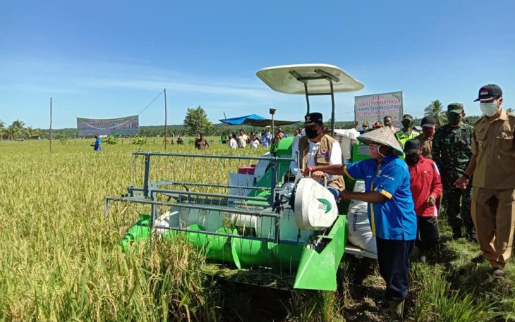 Bupati Bengkulu Utara Ir H Mian Ikuti Panen Raya Padi Desa Karya Jaya Kecamatan Marga Sakti Sebelat