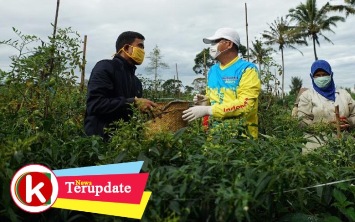 Gubernur Bengkulu Rohidin Mersyah saat ikut memanen sayur
