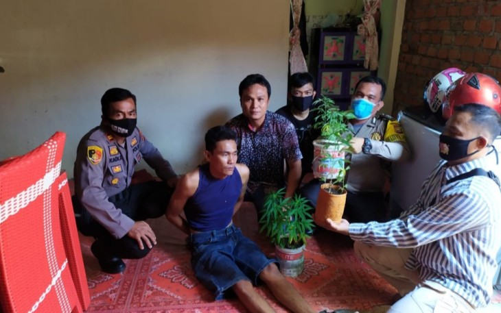 Petani Kepahiang Tanam Ganja Diciduk Polisi