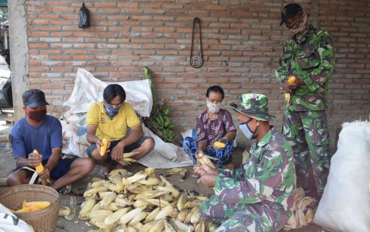 Pengupasan Jagung