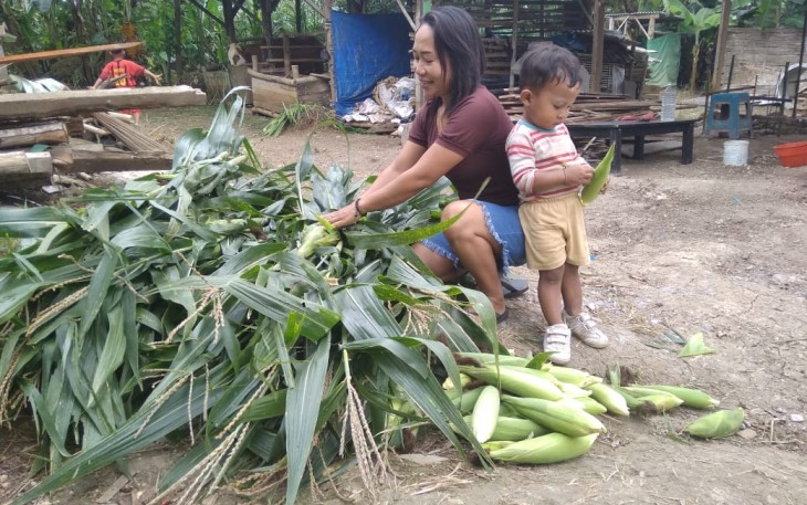 Suprihatin Bersama Anaknya Petik Jagung untuk Sugeng