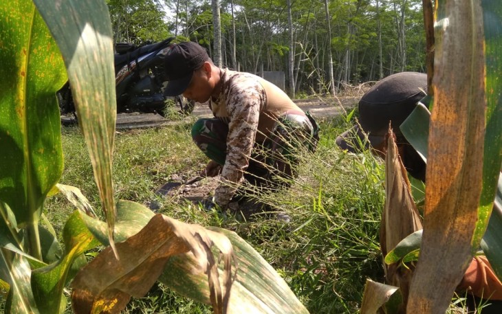Satgas TMMD Bantu Warga Cari Rumput Pakan Ternak
