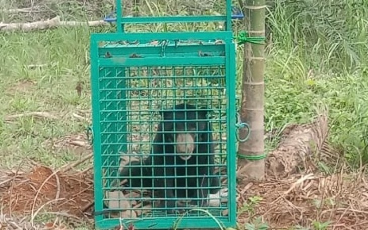 Beruang Madu saat terperangkap 