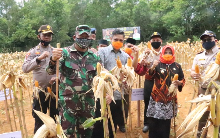 Kodim 0315/Bintan Panen Jagung Demplot di Kota Tanjungpinang