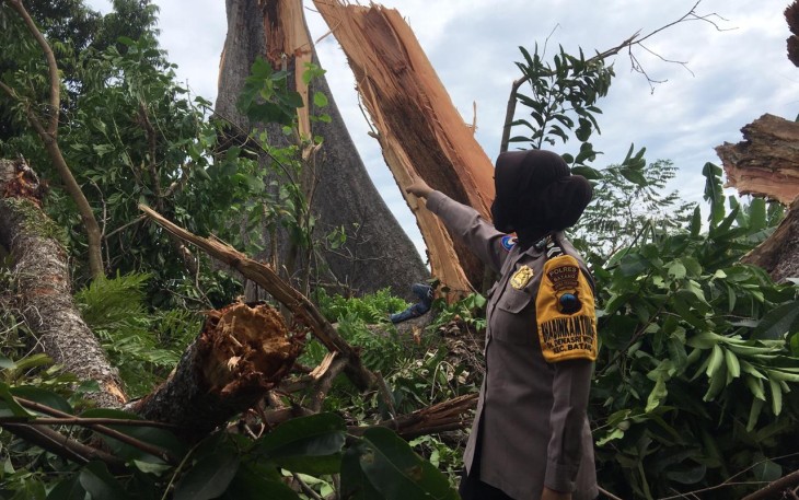Anggota Polsek Batang Kota meninjau lokasi Randu besar yang terletak dibelakang Balai Desa Denasri Wetan tumbang. Kamis (29/10/2020).  