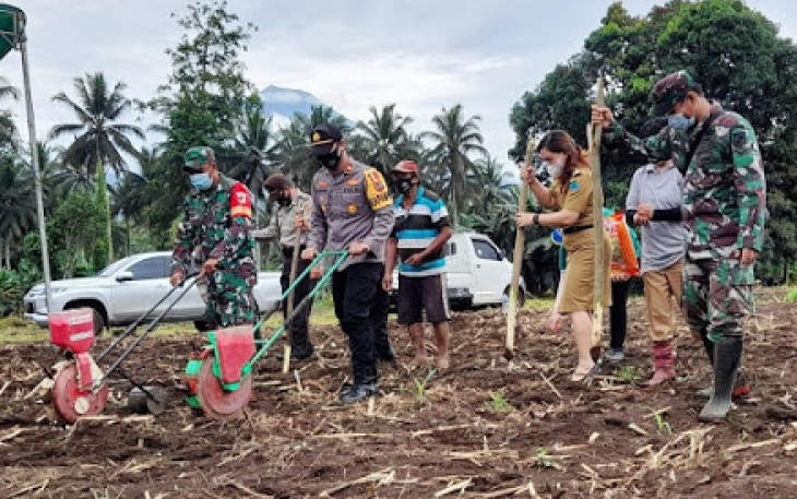 Koramil Dimembe Bersama Komponen Terkait Tanam Bibit Jagung JH 37