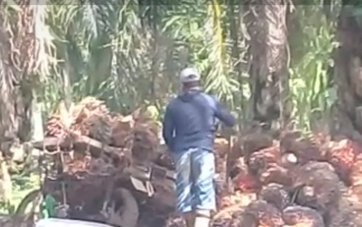 Penggarap Eks HGU Tetap Lakukan Aktivitas di Atas Lahan Milik Negara