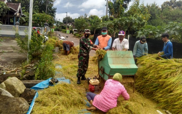 Babinsa Glonggong Koramil 13 Sambi Kodim0724/Boyolali Sertu Wahyono turut serta membantu pelaksanaan panen padi jenis Inpari di lahan milik warga binaannya Bapak Dwi di Dukuh Krajan Rt 01/04 Desa Glonggong Kecamatan Nogosari Kabupaten Boyolali.Rabu (10/02).