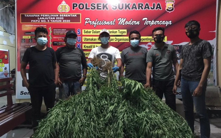 Barang Bukti Ganja 