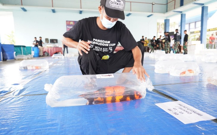 Pamerkan 449 Ikan Pecinta Koi Sultra Rebut Piala Pangdam XIV/Hsn dan Hadiah Rp 30 Juta