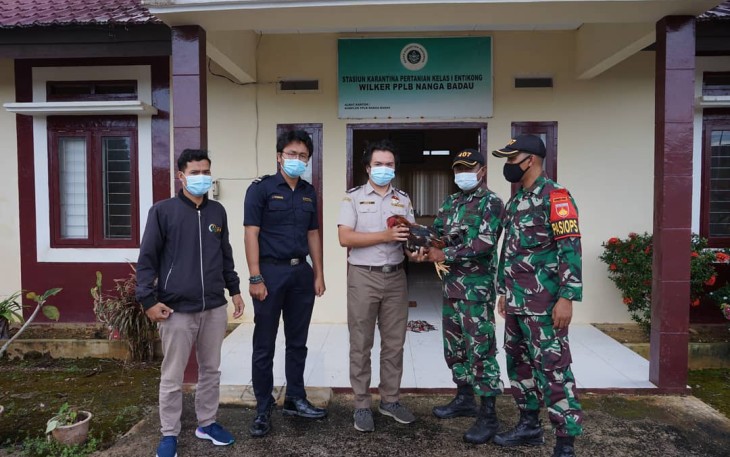 Satgas Pamtas RI-Malaysia Yonif 407/PK serahkan hasil temuan hewan ilegal berupa satu ekor ayam jenis philipin kepada Stasiun Karantina Pertanian (SKP) Kelas I Entikong Wilker Nanga Badau.