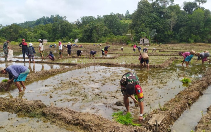 Babinsa Koramil Seberuang Bantu Petani Tanam Padi