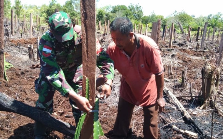Babinsa Koramil 1206 - 12/Manday  bantu Petani Trans Kalis Tanam Buah Naga