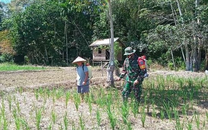 Babinsa Koramil 1206-06/Putussibau Utara Bersinergi Dengan Masyarakat Melaksanakan Penyemprotan Hama Tanaman