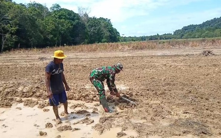 Babinsa Bantu Petani Mengolah Sawah Di Desa Binaannya