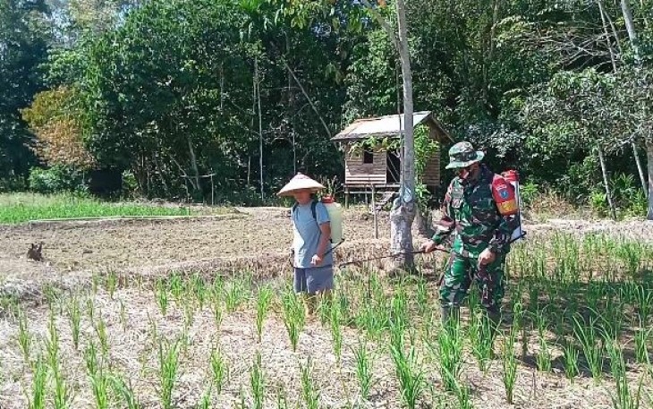 Babinsa Koramil 1206-06/Putussibau Utara Bantu Petani Nyemprot Padi Di Sawah