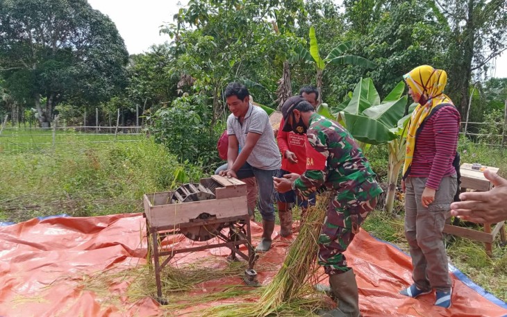 Melihat Desa Binaannya Babinsa Membantu Warga Giling Padi