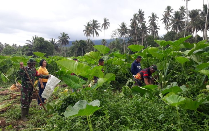 Dan SSK TMMD Lettu INF Jullen Tonny Kasiaheng bersama Personil Satgas bantu warga panen ubi talas/keladi
