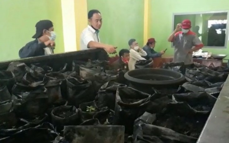 Budidayakan Tanaman Ganja di Dalam Ruko Terduga Pelaku Ditangkap Polisi 