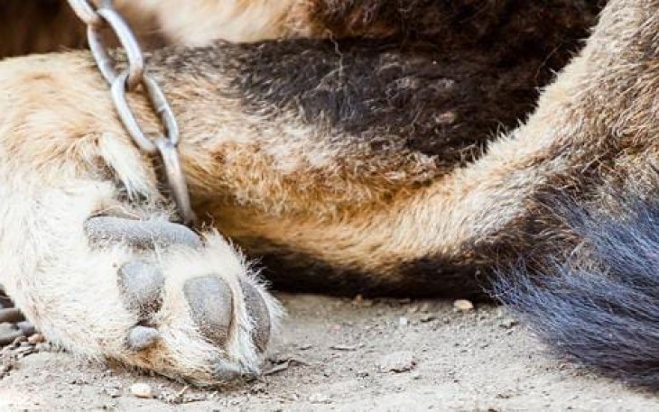 Sumber Gambar: todaysveterinarynurse.com