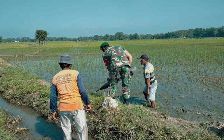 Babinsa Bringin Dengan Semangat Bantu Petani Mengatasi Serangan Hama Tikus