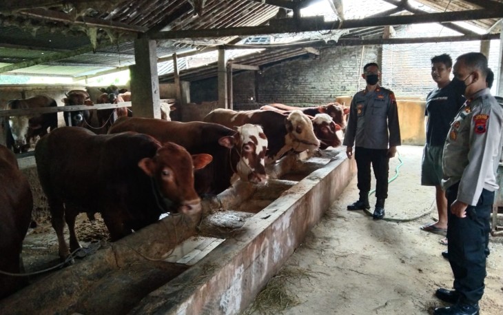 Polres Klaten dan dinas terkait saat memantau hewan ternak sapi, Sabtu (14/5/2022)