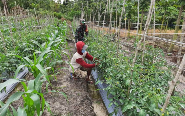 Koptu Gampang saat pendampingan petani tomat dan jagung di wilayah binaan
