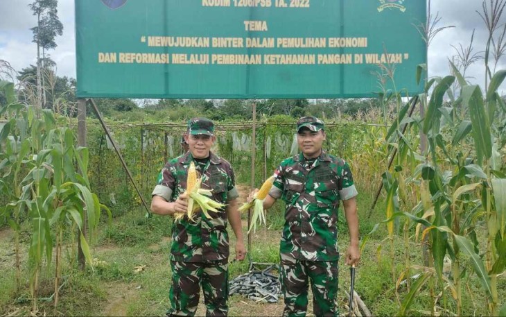 Dandim 1206/PSB Letkol Inf Sri Widodo bersama Tim Asnis Pusterad tinjau demplot tanaman Jagung