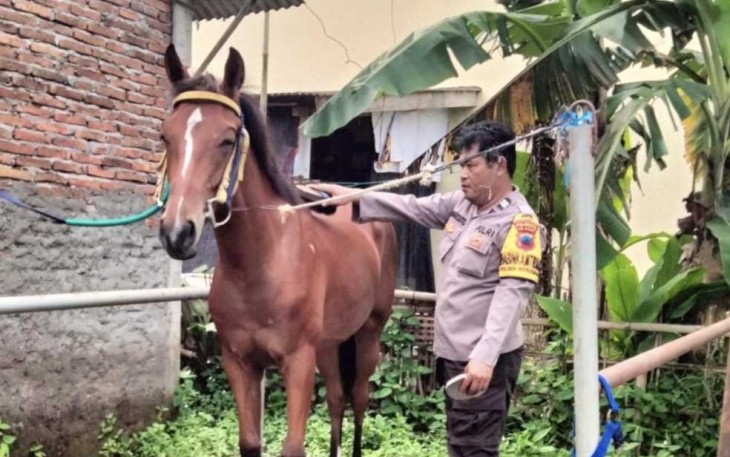 Aiptu Warsito saat merawat kuda