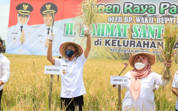 Wakil Bupati Blitar Rahmat Santoso Ketika Panen Raya Padi di Kecamatan Kademangan dan Kecamatan Wlingi (foto : Faisal NR / Klikwarta.com)