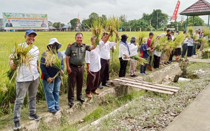 Panen Calon Benih Padi kelas BS ke BD
