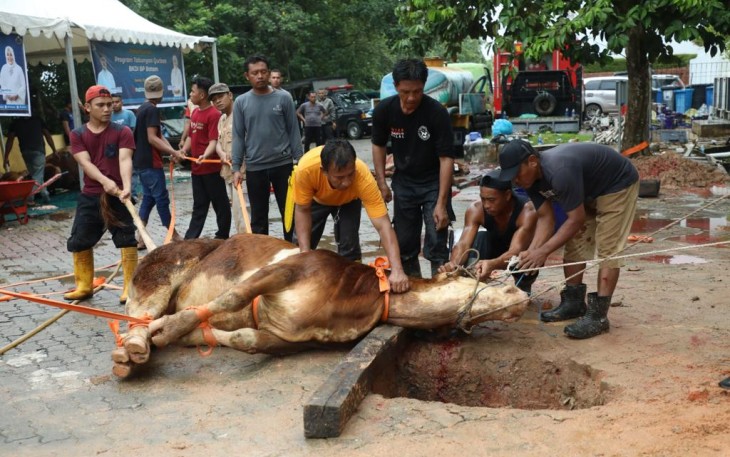 Peyembelihan Hewan Qurban 