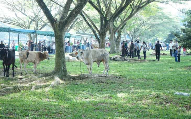 Rayakan Hari Raya Idul Adha 1444H, 3811 Ekor Hewan Qurban di Sembelih di Kabupaten Asahan