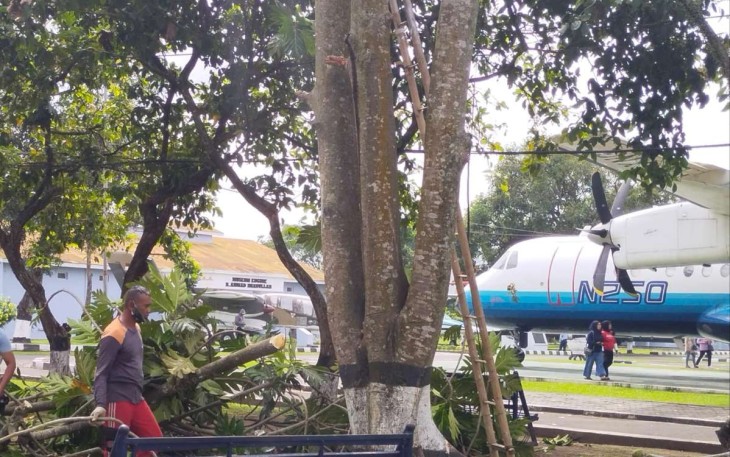 Pemangkasan pohon sukun di Muspusdirla Yogyakarta, Rabu (18/1)