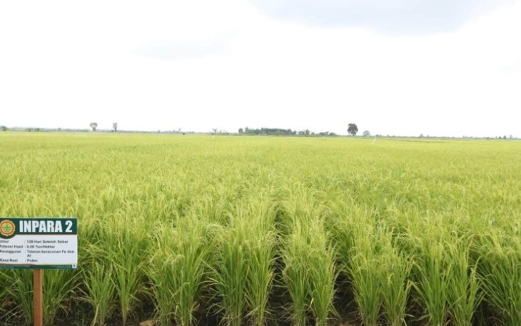 Lahan persawahan di Kabupaten Pandeglang Banten 