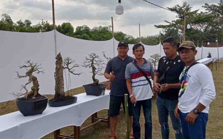 Salah satu peserta pameran bonsai Bonsjapa dari Pati
