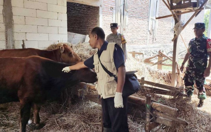 Vaksinasi hewan ternak warga jelang qurban 