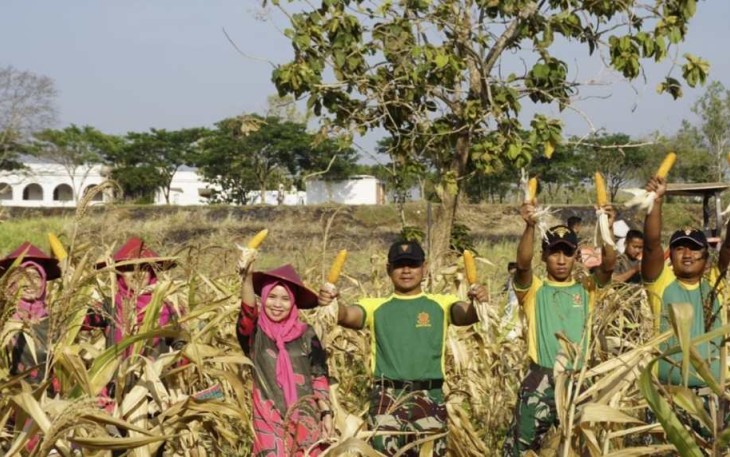 Panen raya jagung Yonarmed 12 Kostrad di kebun jagung benteng Van Den Bosch, Kabupaten Ngawi, Jum'at (15/9)