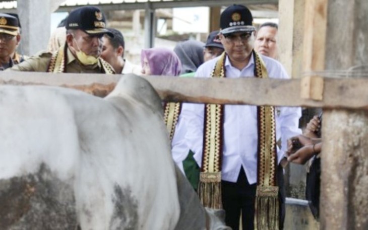 Wamentan RI Harvick Hasnul Qolbi saat meninjau ternak sapi di Lampung Selatan, Selasa (12/12)