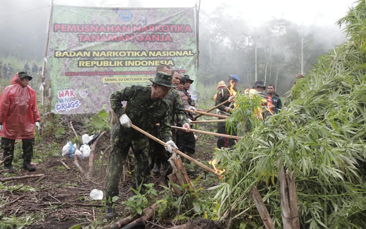 Pasca pemusnahan ganja seluas 1 Hektar pada ketinggian 1.300 MDPL di Desa Pulo, Kecamatan Seulimeum, Kabupaten Aceh Besar, Senin (2/10). 