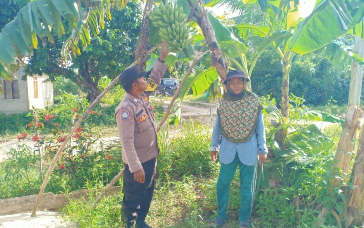 Ketahanan Pangan, Bhabinkamtibmas Polsek Enggano Sambangi Kebun Warganya