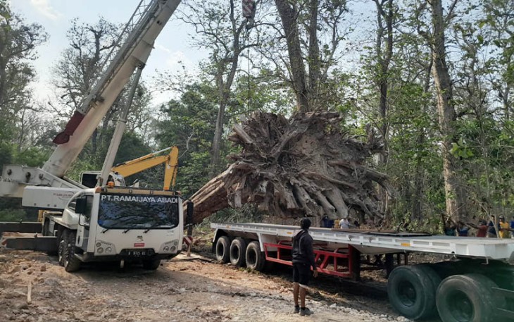 ohon jati raksasa yang berada di wilayah hutan Gubug Payung Perhutani KPH Cepu saat dievakuasi dari lokasi untuk dipajang di Taman Budaya Cepu.