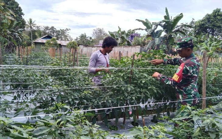 Babinsa Koramil 07/Mapurujaya saat Laksanakan Pendampingan Kepada Petani Cabai