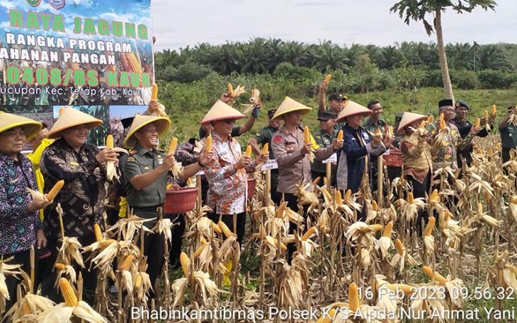 Kapolres Kaur Hadiri Panen Raya Jagung Hanpangan Kodim 0408 BS-Kaur
