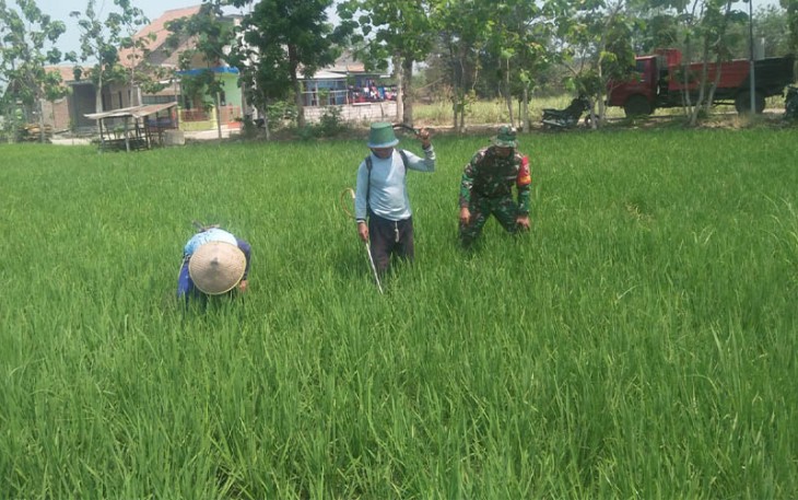 Babinsa Dampingi Petani Rawat Tanaman Padi